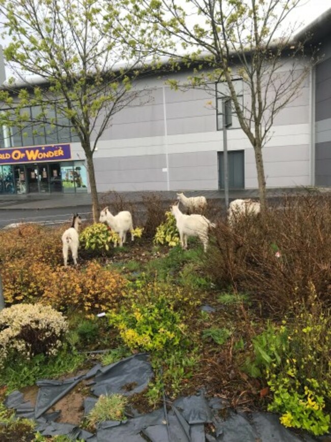 Goats 1 - Stephen Coote