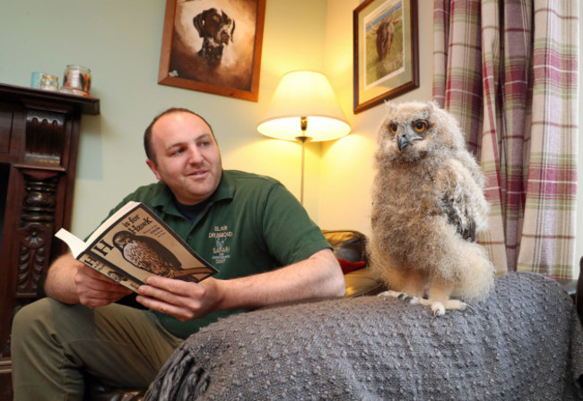 European eagle owl chick