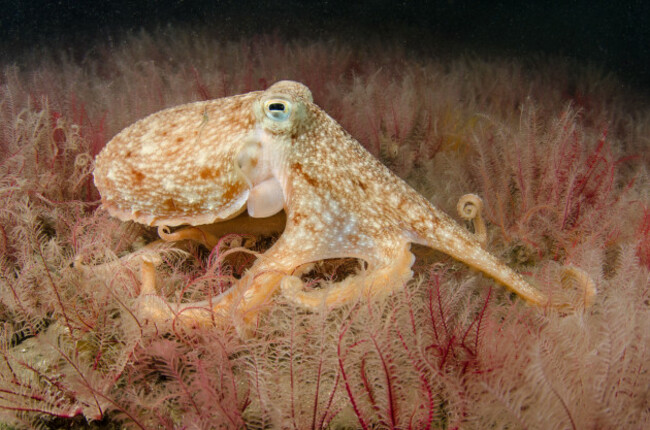 Dalkey Seal by Nigel Motyer 1st place Cat 4