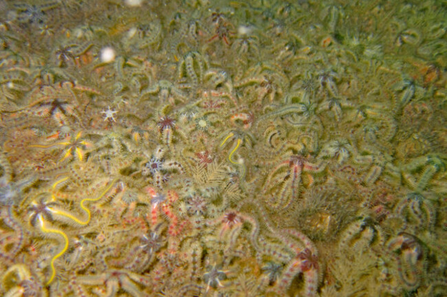 Goldsinny Wrasse by Damien McGuirk 1st place Cat 7