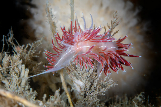 Octopus at Night by Sarah Tallon 3rd place Cat 3