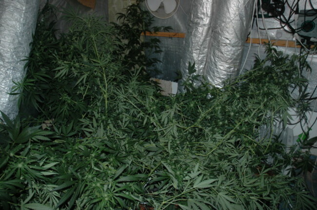 Growhouse 4