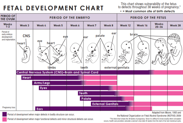 Pregnancy Timeline When Does The Heart Brain And Face Form