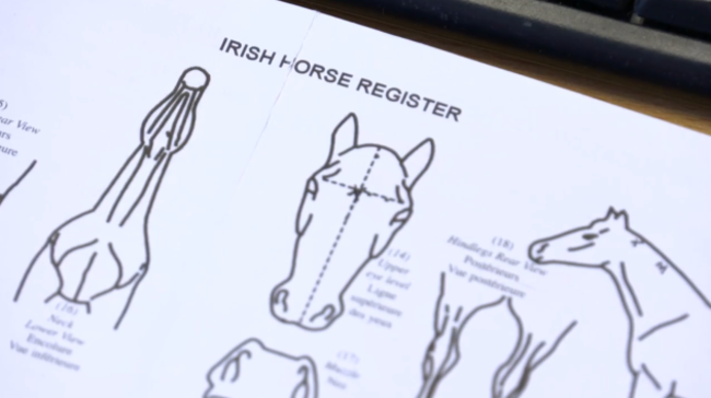 Horse Sport Ireland 3