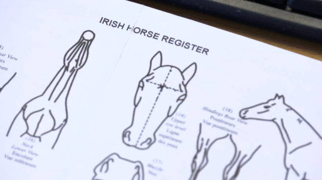 Horse Sport Ireland 3