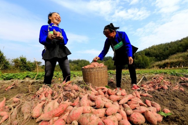 #CHINA-GUANGXI-ONLINE BUSINESS-SWEET POTATOES (CN)