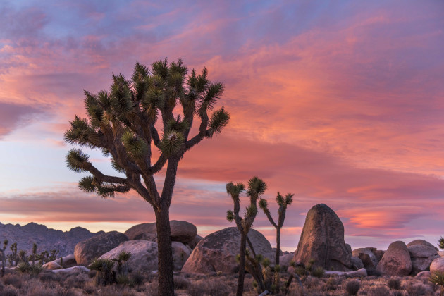 Sunset over Lost Horse Valley at Joshua Tree National Park