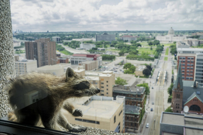 Stranded Raccoon