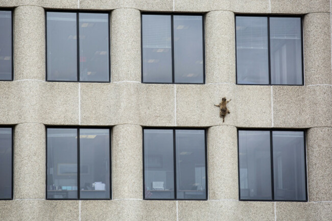 Stranded Raccoon