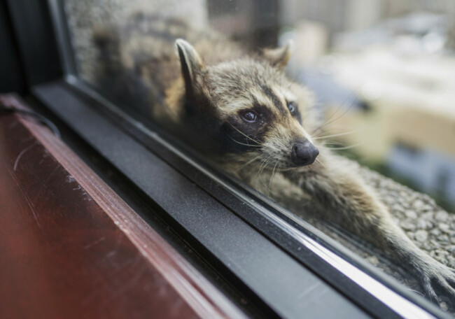 Stranded Raccoon