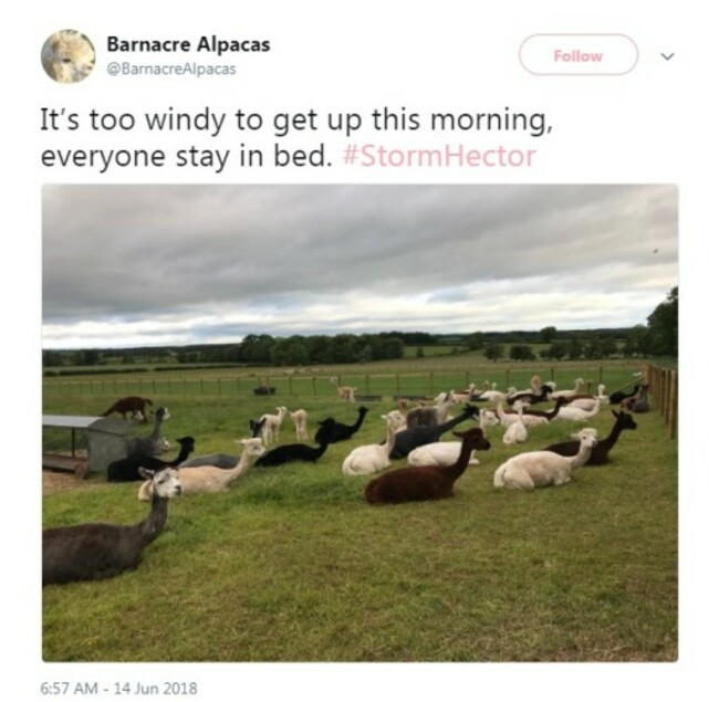 alpacas