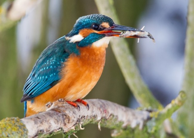 Common Kingfisher capturing stickleback
