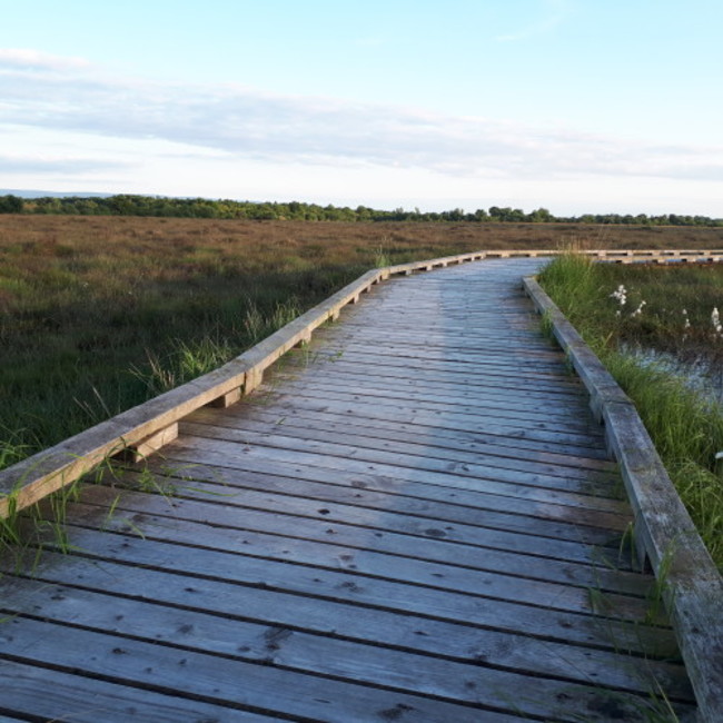 Clara Bog Trackway