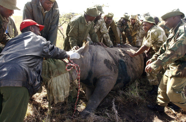 Kenya Rhino Deaths