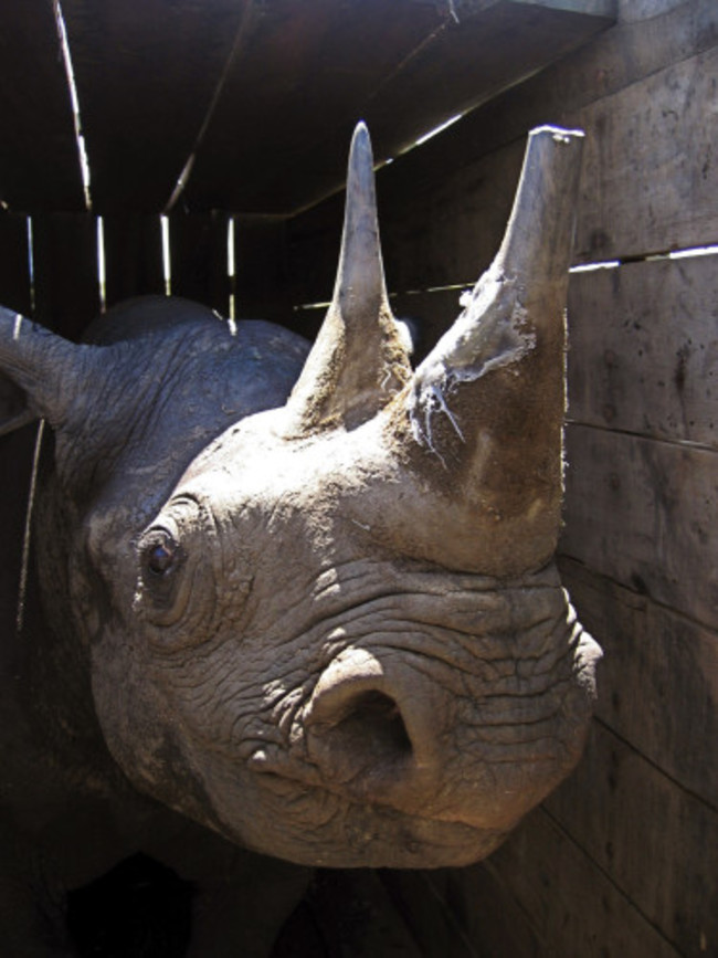 Kenya Rhino Deaths