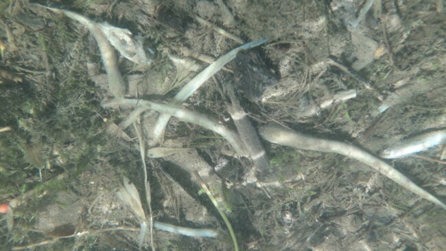 Dead Lamprey in the Ollatrim River