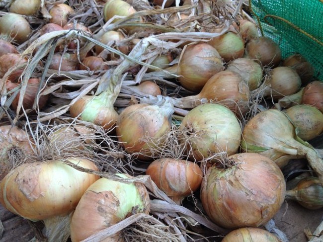 onions drying