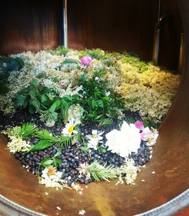 SummerElderFlowerStill