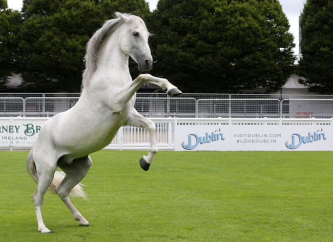 horse show 195_90550797