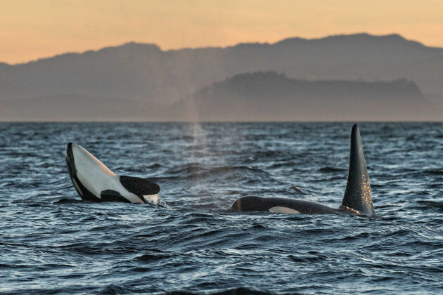 Southern Resident Killer Whale J-Pod Orcas off Vancouver Island, Canada