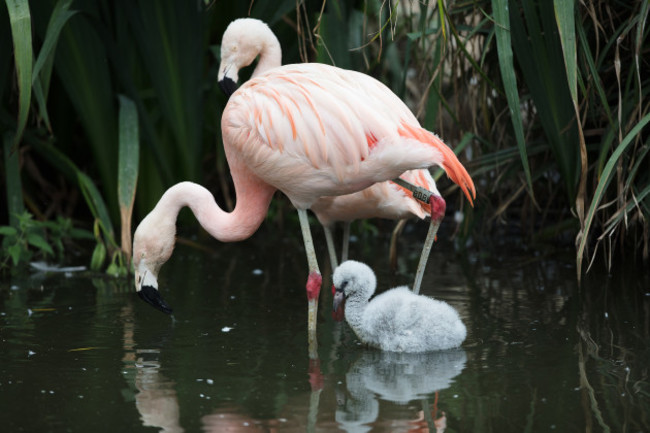 DublinZoo_Flamingo_02