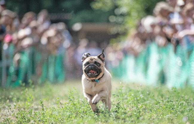 9. International Pug Meeting