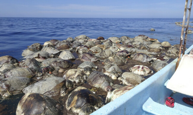 ATOPIX Mexico Dead Sea Turtles