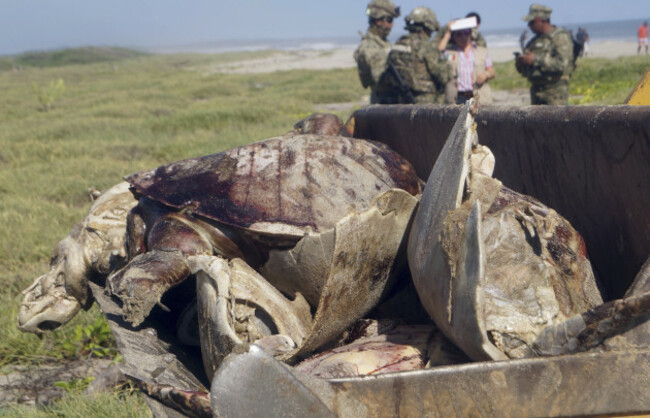 Mexico Dead Sea Turtles