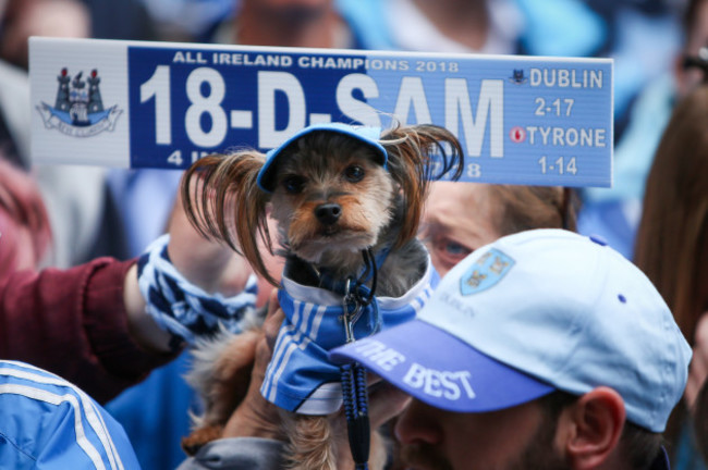 Dublin supporter Marley watches on