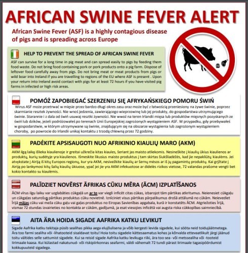 African swine flu