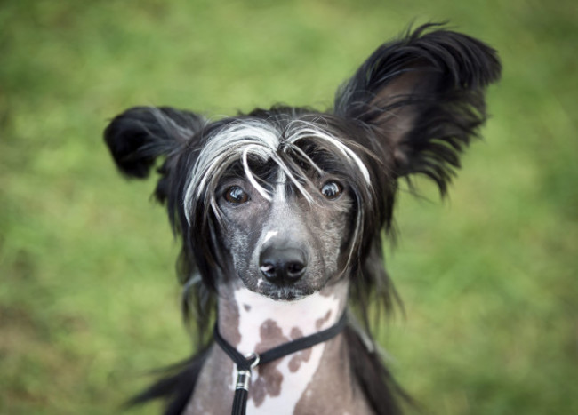 Darlington Dog Society Annual Show