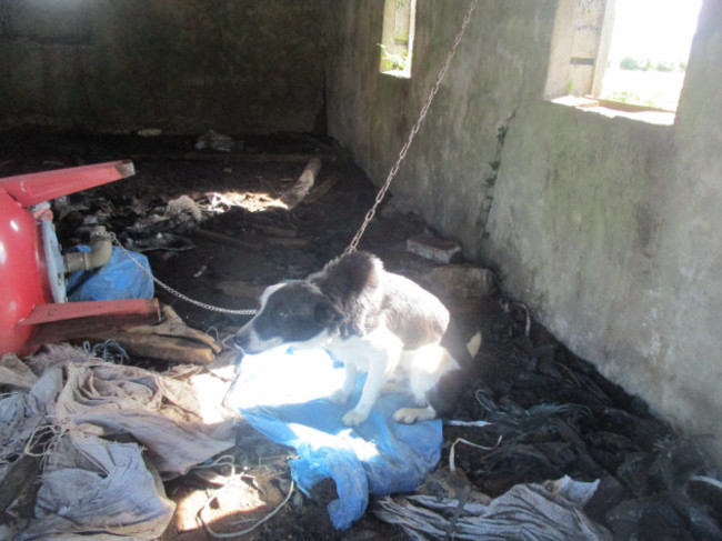 Farmer convicted after 40 dogs found chained and neglected on a