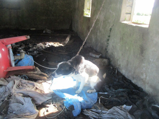 Farmer convicted after 40 dogs found chained and neglected on a