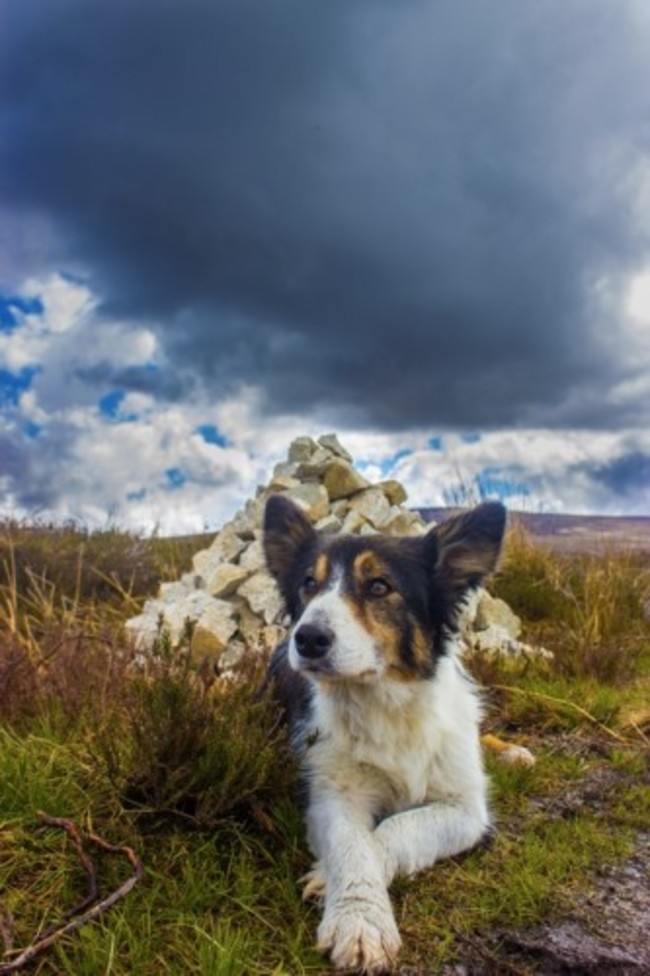 Donnie's Dog at Cairn in May