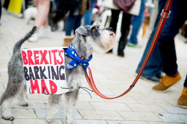 The Wooferendum Anti-Brexit Peoples Vote dog march in London