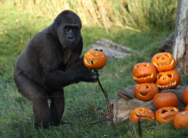 Halloween at London Zoo