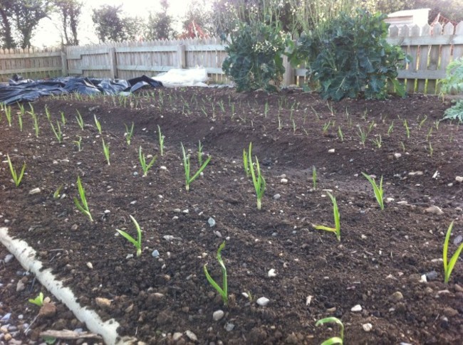 garlic seedlings