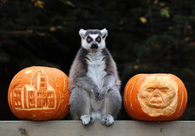 Halloween at Blair Drummond Safari Park