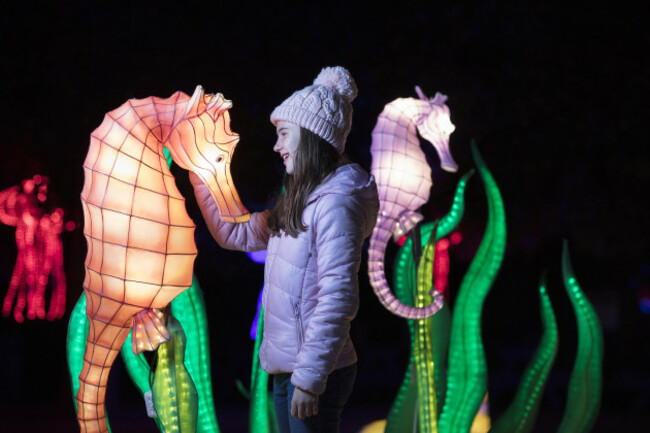 Wildlights