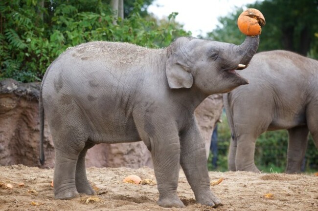 44091785_10157848198873136_9136636984788254720_o