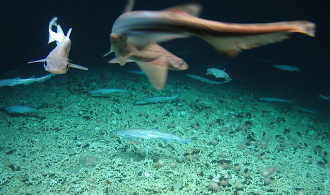 Scientists discover rare ‘shark nursery’ west of Ireland