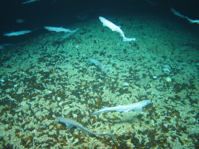 Scientists discover rare ‘shark nursery’ west of Ireland