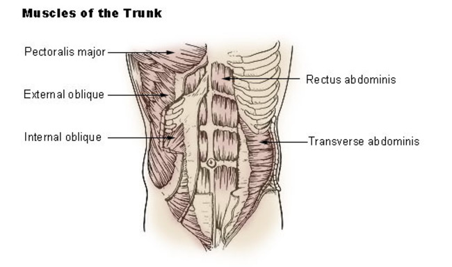 Illu_trunk_muscles