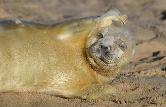 Grey seal pupping season