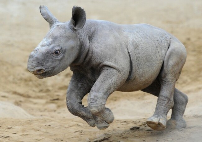 Rhino in Magdeburg Zoo