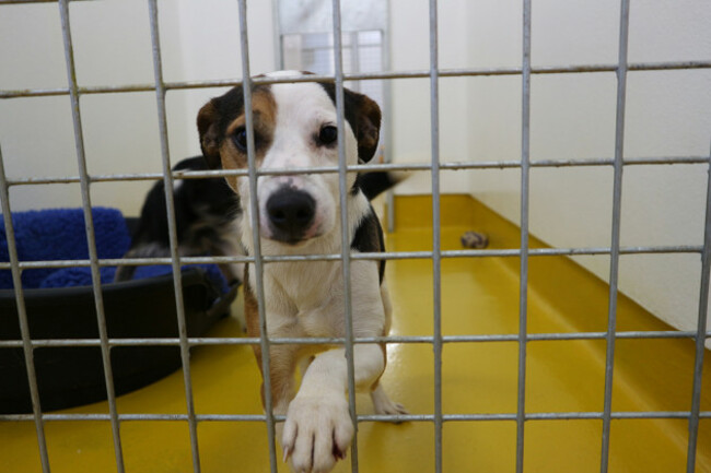 ISPCA appeals for homes for 9 rescued terrier dogs