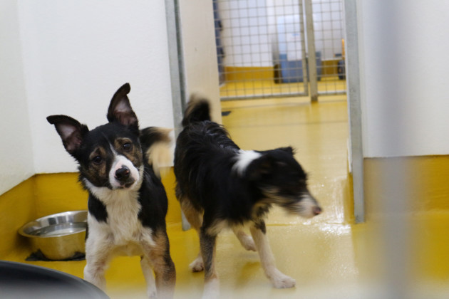 ISPCA appeals for homes for 9 rescued terrier dogs