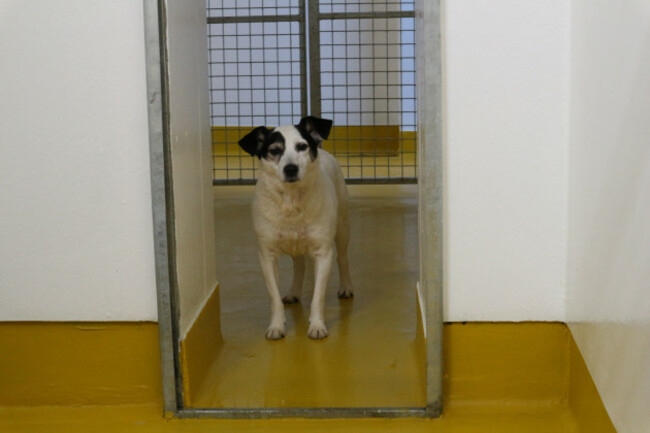 ISPCA appeals for homes for 9 rescued dogs
