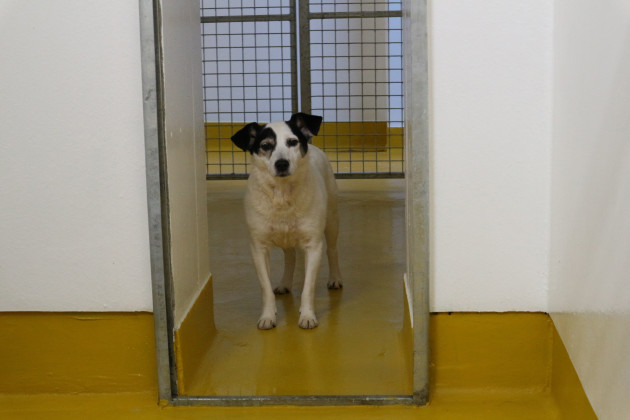 ISPCA appeals for homes for 9 rescued dogs