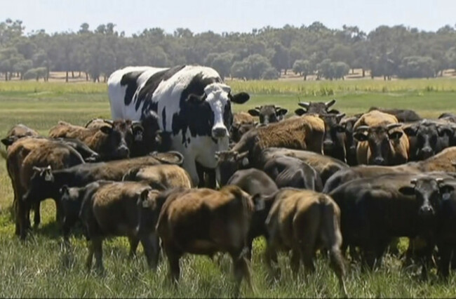 Australia Huge Steer